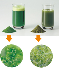 顕微鏡写真：麦緑素（左）と乾燥粉砕末（右）