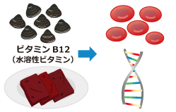 ビタミンB12（水溶性ビタミン）